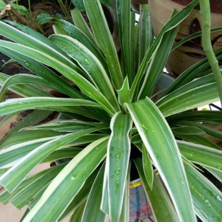 Plant image Chlorophytum comosum 'Picturatum'