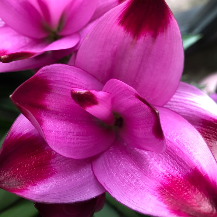 Plant image Curcuma alismatifolia