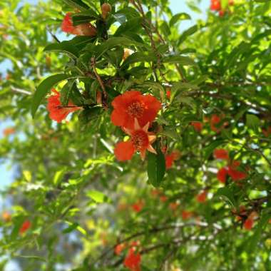 Pomegranate