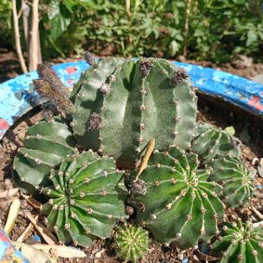 Echinopsis oxygona