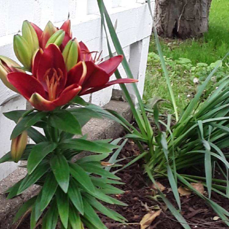 Plant image Lilium 'Tiny Rocket'