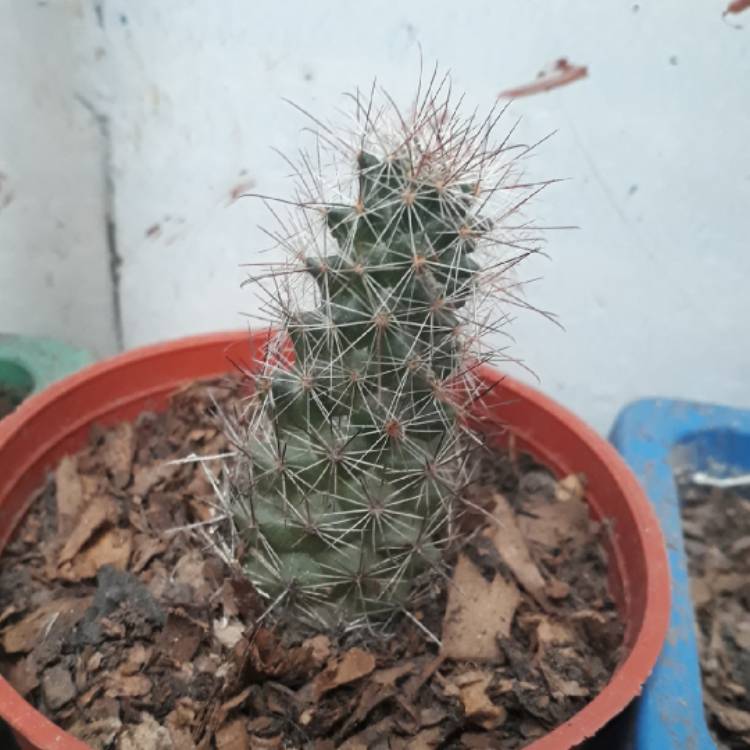 Plant image Mammillaria zeilmanniana