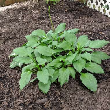 Plantain Lily