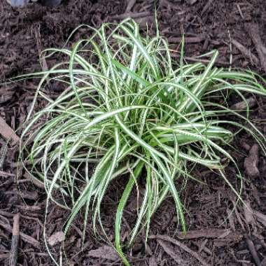 Carex morrowii 'Aureovariegata'