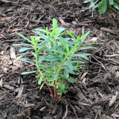 Martin's Spurge 'Tiny Tim'