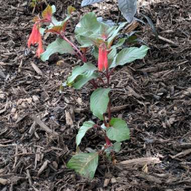 Fuchsia 'Coralle'