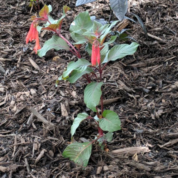 Plant image Fuchsia 'Coralle'