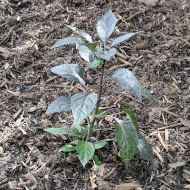 Ornamental Chilli Pepper 'Purple Flash'