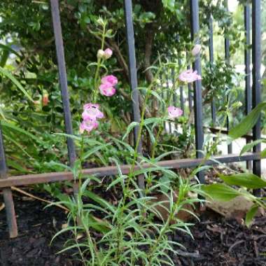 Beardtongue