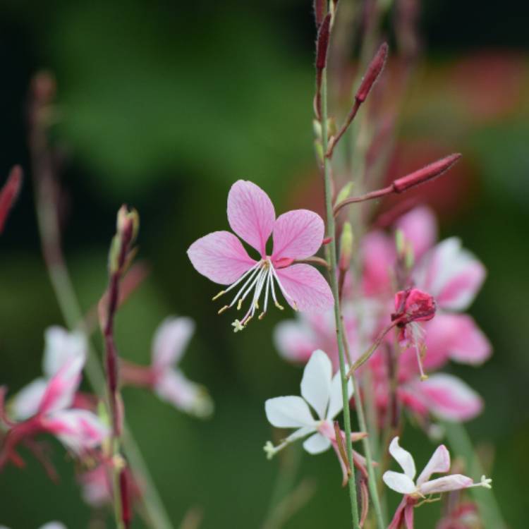 Plant image Oenothera lindheimeri 'The Bride' syn. Gaura lindheimeri 'The Bride'