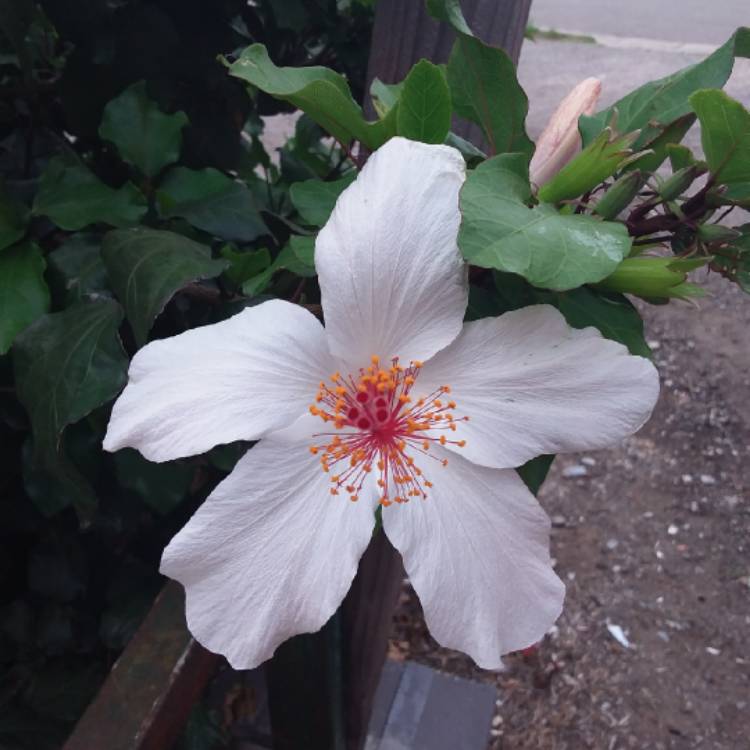 Plant image Hibiscus rosa-sinensis 'Bridal Veil'