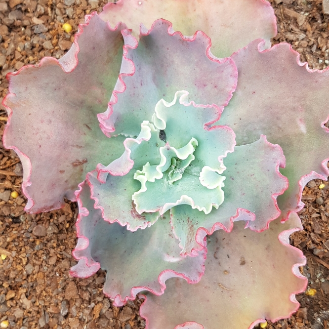 Plant image Echeveria Alice