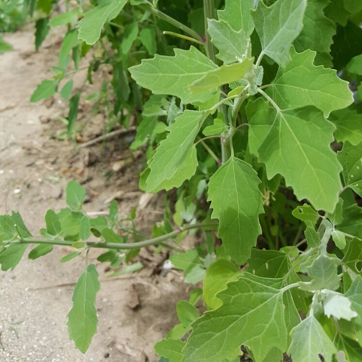 Plant image Chenopodium album