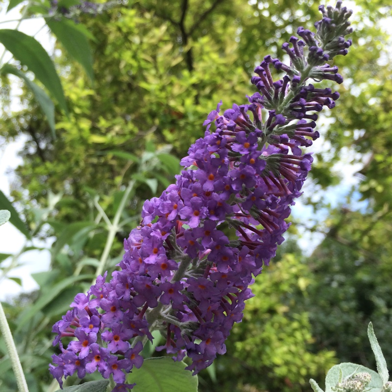 Plant image Buddleja 'Hinebud4' syn. Buddleja 'Dreaming Purple'