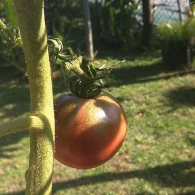 Solanum Lycopersicum 'Purple Cherokee'