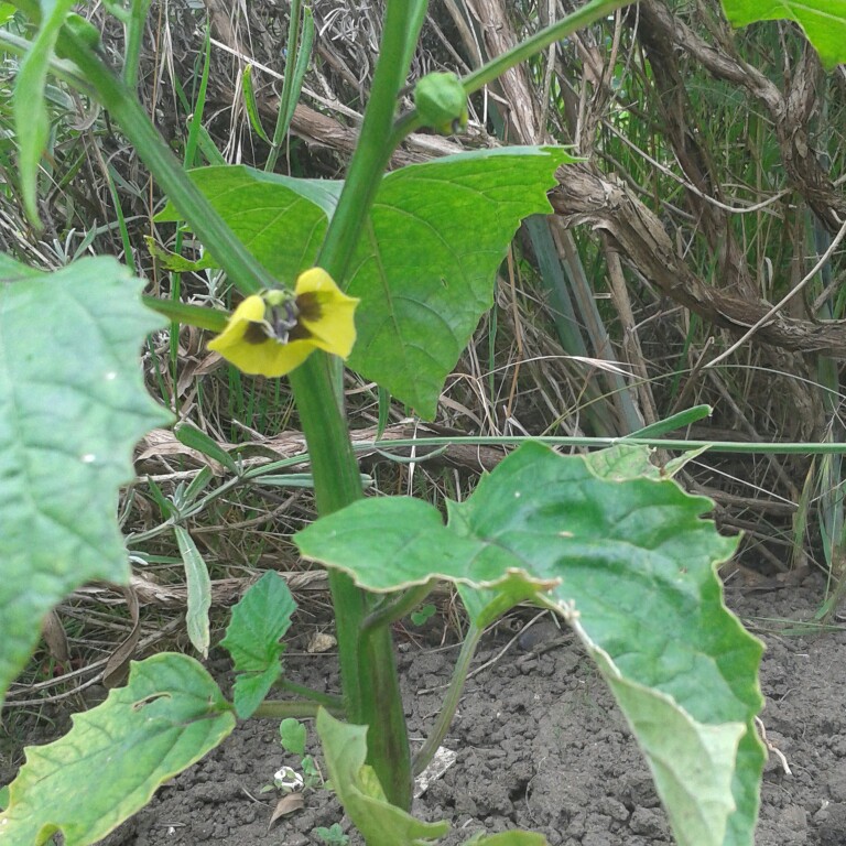 Plant image Physalis ixocarpa syn. P. philadelphica