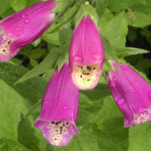 Plant image Digitalis purpurea 'Camelot Rose'