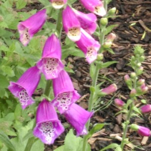 plant image 111159