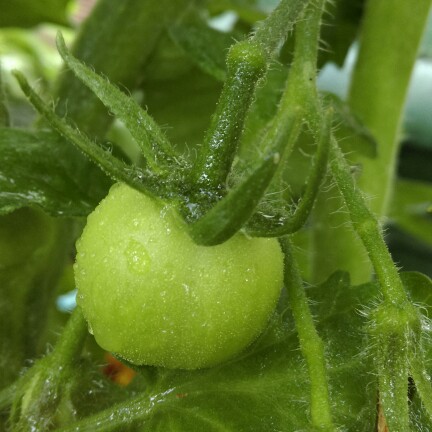 Solanum lycopersicum 'Shirley'