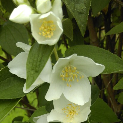 Plant image Philadelphus coronarius 'Aureus'