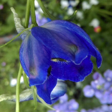 Delphinium grandiflorum 'Blue Butterfly'