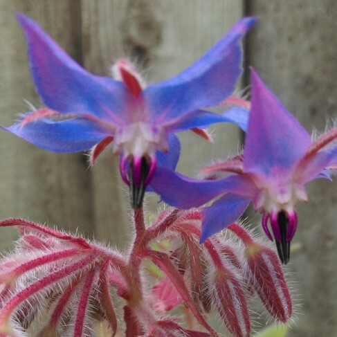 plant image 130401