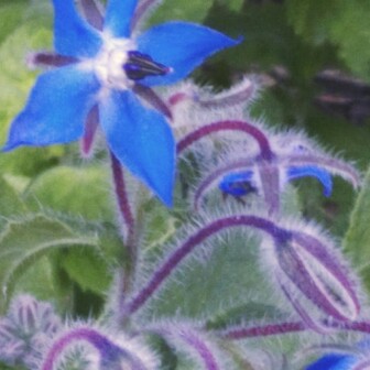 plant image 144102