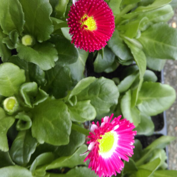 Plant image Bellis perennis 'Big Bob'