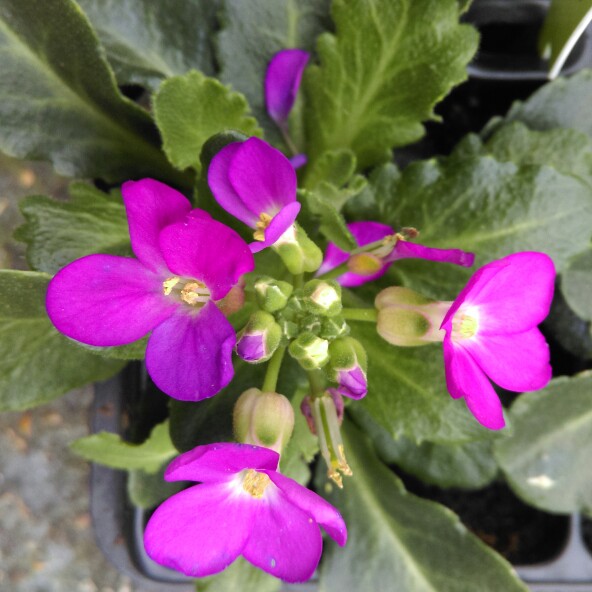 Plant image Arabis blepharophylla 'Rose Delight'