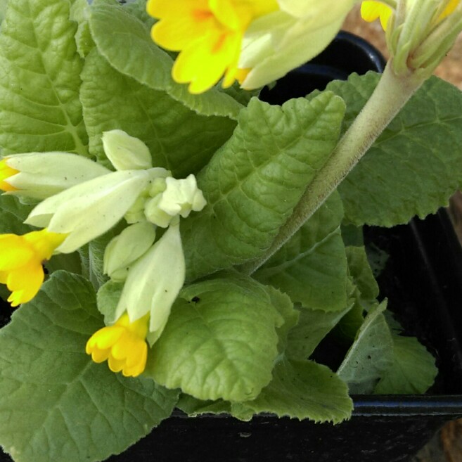 Plant image Primula veris 'Lady Agatha'