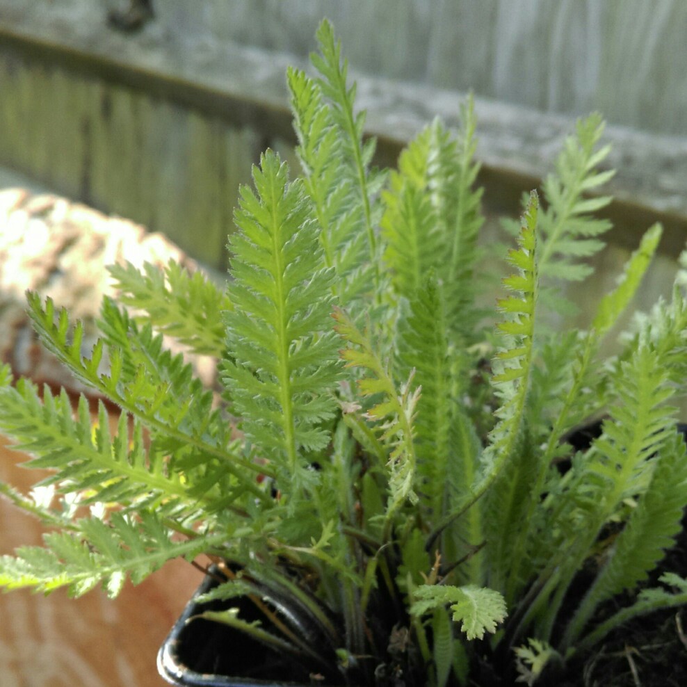 Plant image Achillea filipendulina