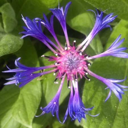 Plant image Centaurea scabiosa