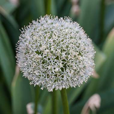 Allium stipitatum 'Mount Everest'