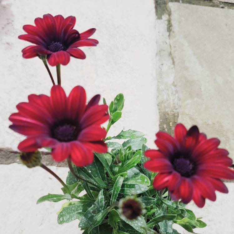 Plant image Osteospermum 'Serenity Red'