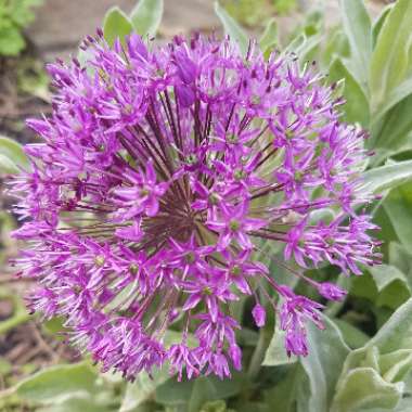 Allium hollandicum 'Purple Sensation' syn. Allium 'Purple Sensation', Allium aflatunense 'Purple Sensation'