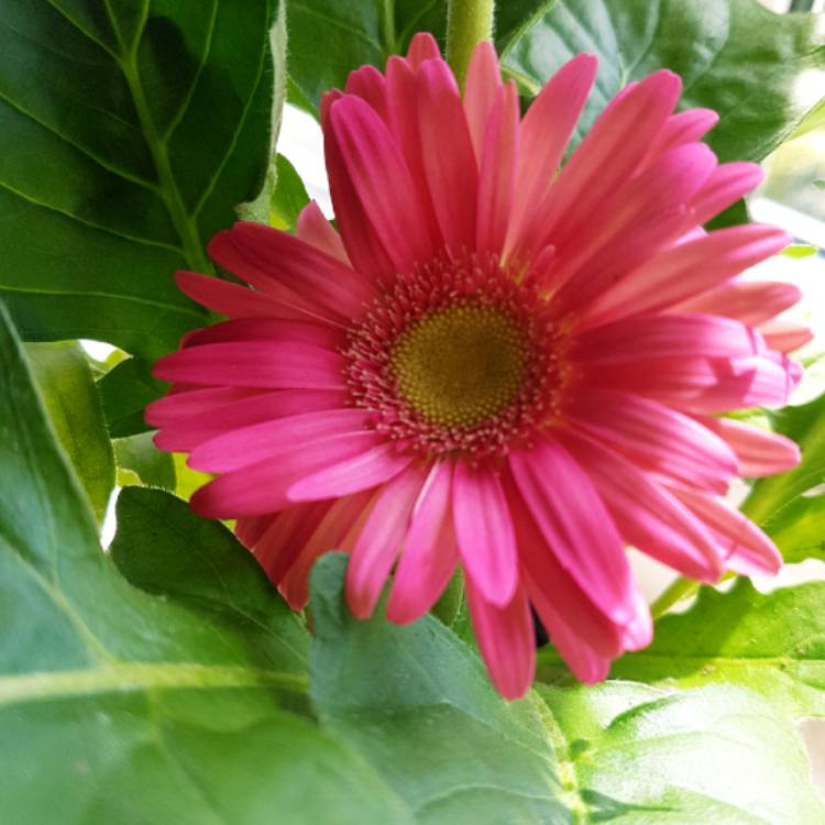 Plant image Gerbera garvinea 'Sweet Dreams'