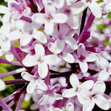 Syringa meyeri 'Palibin' syn. Syringa palibiniana