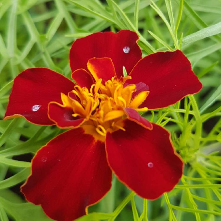 Plant image Tagetes patula 'Cinnabar'