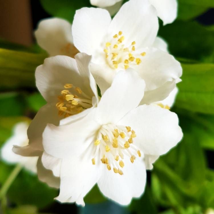 Plant image Philadelphus Coronarius