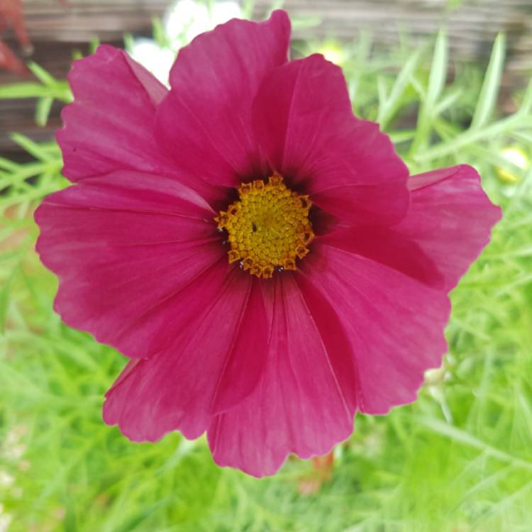 Plant image Cosmos Bipinnatus 'Sonata Carmine'