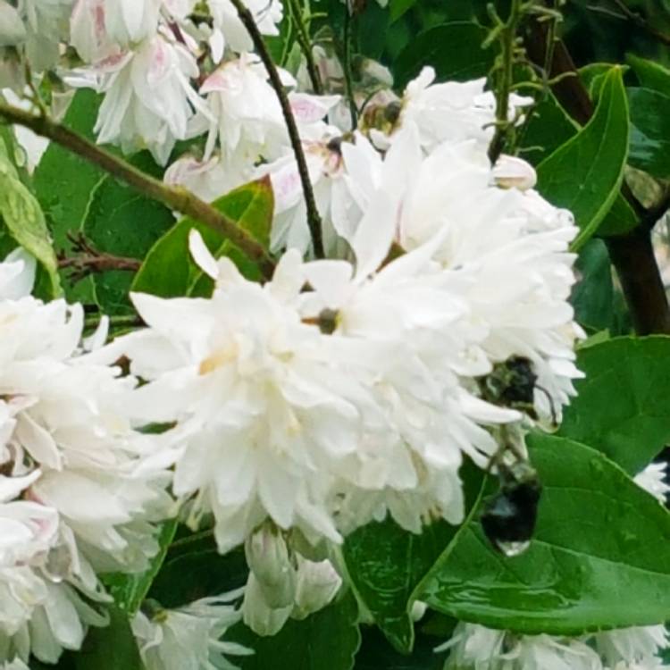 Plant image Deutzia scabra 'Candidissima' syn. Deutzia x wellsii