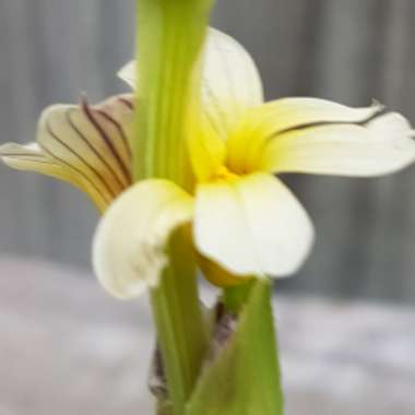 Sisyrinchium striatum