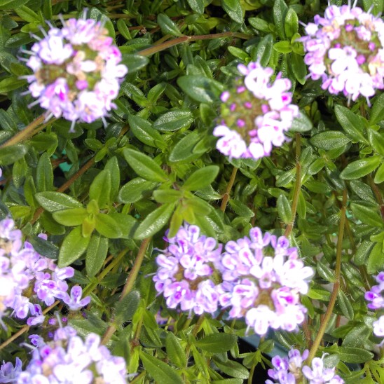 Thymus Vulgaris 'Montana', Garden Thyme 'Montana' - uploaded by ...