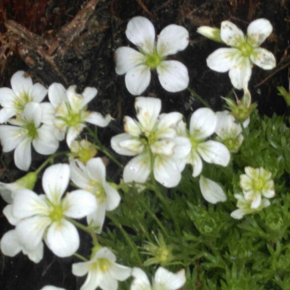 Plant image Saxifraga 'White Pixie'