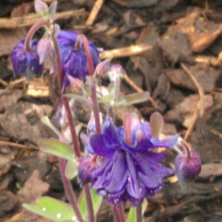 Plant image Aquilegia bulgaria 'Blue Barlow'