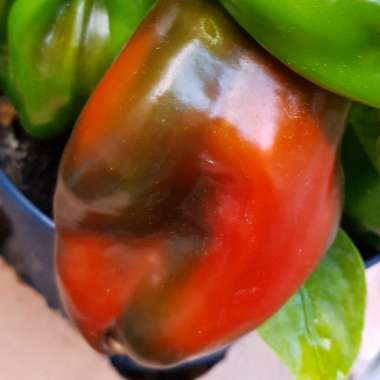 Capsicum 'Redskin'