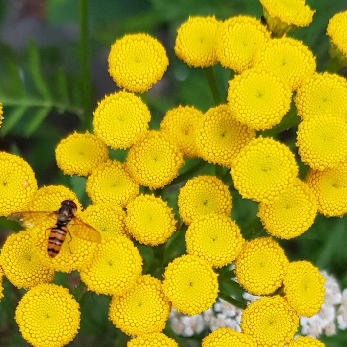 Plant image Achillea filipendulina 'Cloth of Gold'