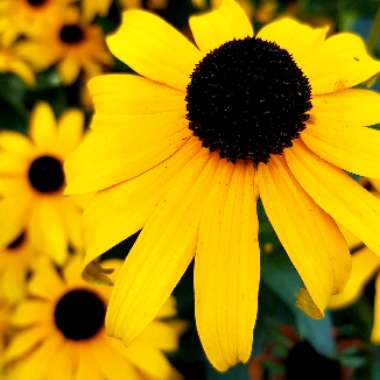 Coneflower 'Little Goldstar'