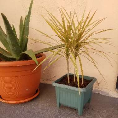 Dracaena marginata 'Bicolour'