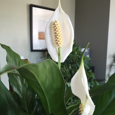 Peace Lily